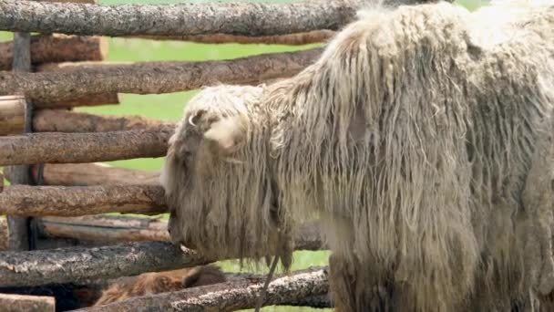 Witte Yak Met Extreem Lang Haarvacht Bos Grunniens Een Langharig — Stockvideo