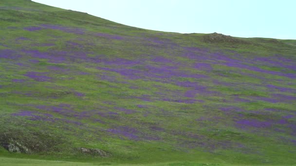 无树的山丘上覆盖着紫色花朵的草场 — 图库视频影像