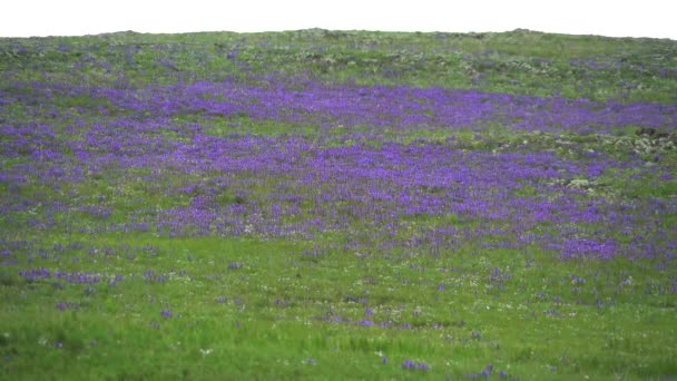 Луг Покрыт Фиолетовыми Цветами Деревьях Hills Grassland Цветок Плотный Цветок — стоковое видео