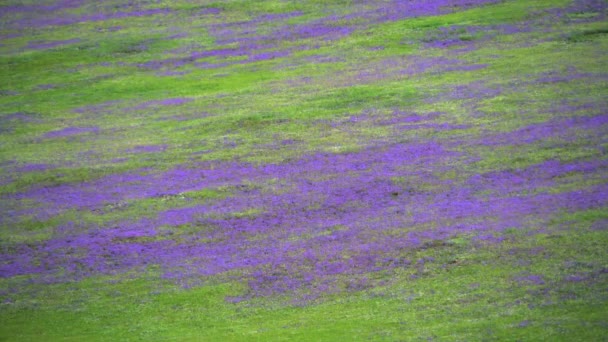 Pradera Cubierta Flores Púrpuras Colinas Sin Árboles Flor Pastizales Planta — Vídeo de stock