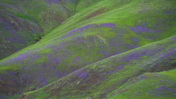 緑豊かな丘の上に紫色の花で覆われた草原の花密な植物野生のハーブ草原の野生の牧草地草原草原高原の草原平野の雰囲気シーン風光明媚な雄大な濃いピンク色の色の色の美しさの完璧素晴らしい最高の素晴らしい — ストック動画