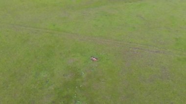 Meadow 'da doğal olarak ölen yaşlı ölü hayvan leşi. Çürümüş çürümüş çürümüş çürümüş çürümüş çürümüş çürümüş çürümüş çürümüş çürümüş çürümüş çürümüş ölü ölü sönmüş cansız, cansız, ölü, ölü, ölü, ölü, ölü, ölü, ölü, ölü, ölü, ölü, şarbon milzbrand pirzola kokuşmuş, çürümüş, çürümüş, çürümüş, çürümüş, çürümüş, çürümüş, çürümüş, çürümüş, çürümüş, çürümüş, ölü, ölü, ölü, ölü, ölü, ölü, ölü, ölü, ölü, ölü, ölü, ölü,