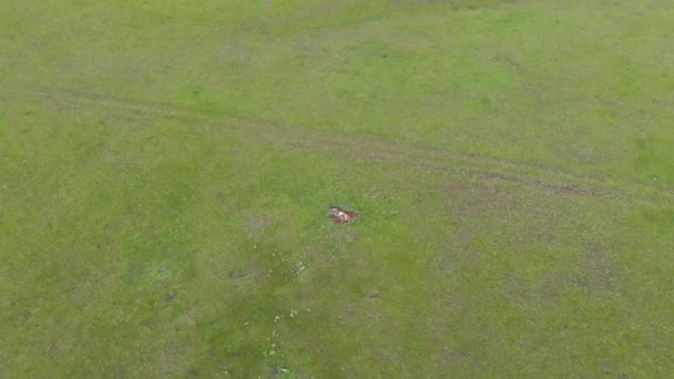 Oud Dood Dierlijk Karkas Dat Natuurlijk Stierf Meadow Carrion Rotting — Stockvideo