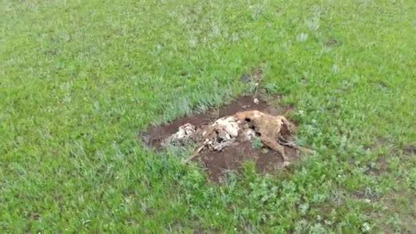 Meadow Doğal Olarak Ölen Yaşlı Ölü Hayvan Leşi Çürümüş Çürümüş — Stok video