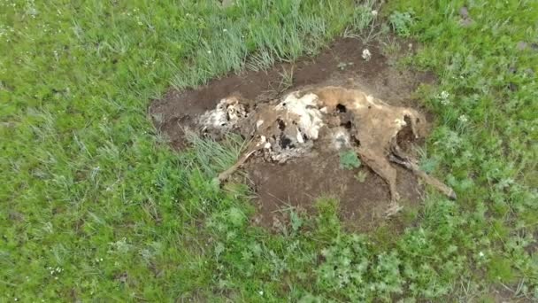 Old Dead Animal Carcass Died Naturally Meadow Carrion Putrefaction Decay — Stock Video