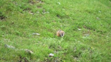 Yeşil otlarla kaplı bir çayırda turuncu kürk sincabı. Marmota sincap sincap cinsi marmota sincap sincap sincap kuyruklu dağ sıçanı susuzluk cynomys souslik köpekleri vahşi hayvan vahşi yaşam doğal yaşam doğal habitat tepesi..