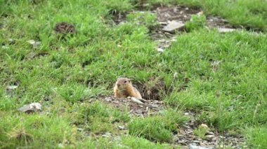 Yeşil otlarla kaplı bir çayırda turuncu kürk sincabı. Marmota sincap sincap cinsi marmota sincap sincap sincap kuyruklu dağ sıçanı susuzluk cynomys souslik köpekleri vahşi hayvan vahşi yaşam doğal yaşam doğal habitat tepesi..