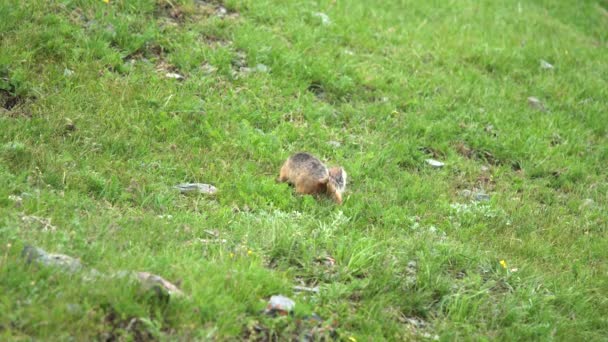 Оранжевый Мех Молотый Белка Лугу Покрытую Зелеными Свежими Лугами Ciuridae — стоковое видео