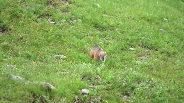 Оранжевый Мех Молотый Белка Лугу Покрытую Зелеными Свежими Лугами Ciuridae — стоковое видео