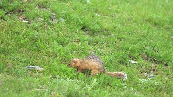 Оранжевый Мех Молотый Белка Лугу Покрытую Зелеными Свежими Лугами Ciuridae — стоковое видео