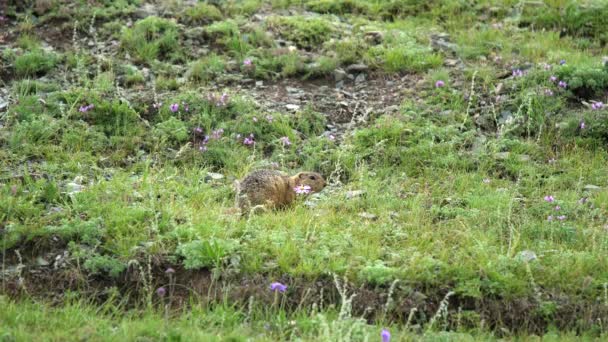 緑の新鮮な草で覆われた牧草地でオレンジ色の毛皮の地面リス 学名のげっ歯類のげっ歯類のMarmot属マルモタ チプムンク草原の犬尾の地面の豚Ssulik Cynomys Souslik犬動物野生動物野生動物野生動物自然生息地の丘 — ストック動画