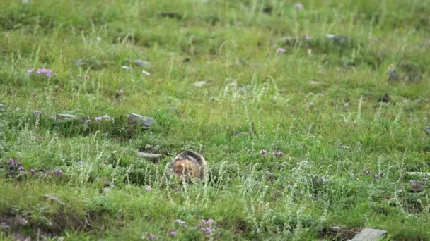 Yeşil Otlarla Kaplı Bir Çayırda Turuncu Kürk Sincabı Marmota Sincap — Stok video