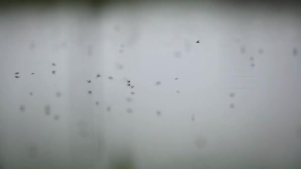 Fliegen Fliegt Über Den Teich Fliegen Heuschrecke Schmetterling Parasiten Käfer — Stockvideo