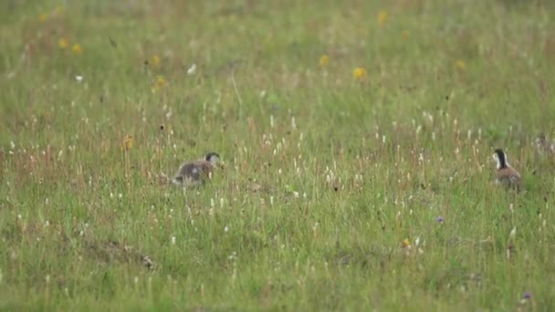 Wilde Roodharige Bergeend Vogel Familie Met Ouders Jonge Welpen Natuurlijke — Stockvideo