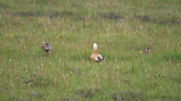 Wild Ruddy Shelduck Bird Family Parents Young Cubs Natural Meadow — стоковое видео