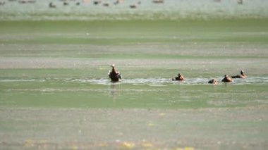 Doğal gölde anne ve babaları ve yavruları olan vahşi kabuklu ördek ailesi. Vahşi yaşam ördekleri kara perdeli ayak koruma yavruları. Yağlı dalgıç dalgıcı Tadorna ferruginea Anatidae erkek belgeseli erkek göçmen gerçek hayat görüntüsü.