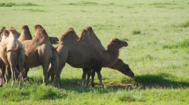 Steppe.Bactrian Camelus bactrianus.Gobi kyzylkum taklamakan karakum dun wildlife Moğolistan iki hörgüçlü hörgüçlü Asya doğası gerçek belgesel sürüsü otlak plato filmi.