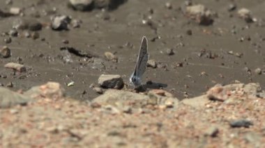 Kelebek yüzeyi. Pieridae insecta lepidoptera Aporia crataegi Lycaenidae vahşi hayvan istilası istilası tahribat tahribatı böcekler makrolepidoptera kanat çırpan kahverengi turuncu çizgili çizgili çizgi çizgileri.