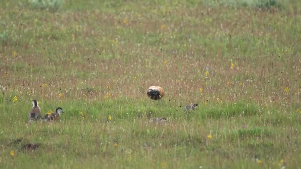 Dzikie Rumiane Skorupiaki Ptaki Rodzina Rodzicami Młode Młode Naturalnym Meadow — Wideo stockowe