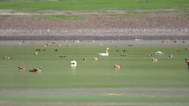 Cisne Entre Aves Acuáticas Mixtas Lago Natural Fauna Silvestre Naturaleza — Vídeos de Stock