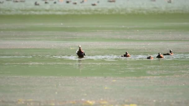 Familia Aves Pato Silvestre Ruddy Con Padres Cachorros Jóvenes Lago — Vídeo de stock