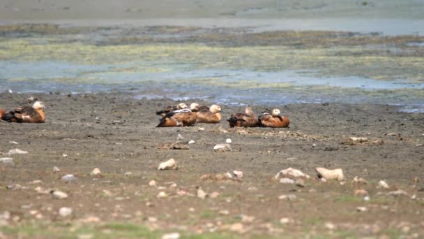 Άγριο Ruddy Shelduck Bird Οικογένεια Τους Γονείς Και Μικρά Μικρά — Αρχείο Βίντεο