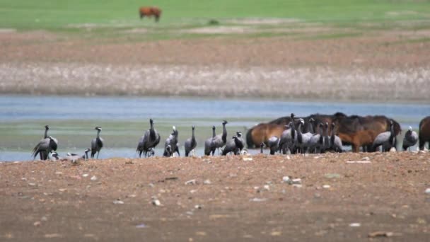 Běžný Jeřáb Grus Grus Známý Také Jako Euroasijský Jeřáb Pták — Stock video