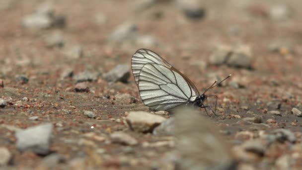 Πεταλούδα Στην Επιφάνεια Του Εδάφους Pieridae Εντομοκτόνα Lepidoptera Aporia Crataegi — Αρχείο Βίντεο