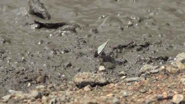 Borboleta Superfície Solo Pieridae Insecta Lepidoptera Aporia Crataegi Lycaenidae Vida — Vídeo de Stock