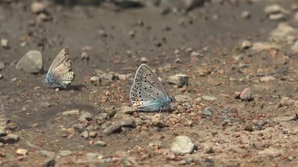 Πεταλούδα Στην Επιφάνεια Του Εδάφους Pieridae Εντομοκτόνα Lepidoptera Aporia Crataegi — Αρχείο Βίντεο