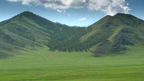 Majestuoso Bosque Pinos Belleza Prado Verde Montañas Tripuladas Con Gran — Vídeos de Stock