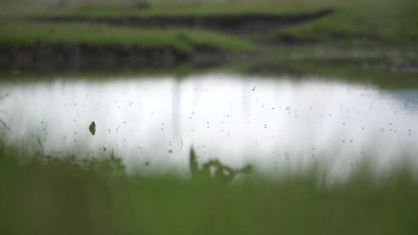 Voando Voa Sobre Lagoa Mosca Gafanhoto Borboleta Parasita Besouros Verdadeiros — Vídeo de Stock