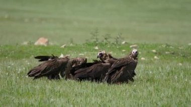 Vahşi siyah keşiş Avrasya akbaba sürüsü ölü hayvan leşlerini yiyor. egypius monachus Accipitridae yırtıcı yırtıcı kuşları, şahin avcıları, kartal avcıları, yabani hayvan avcıları, doğanın çürümüş leşleri, çürümüş çürümüş çürümüş cesetlerle savaşıyorlar..