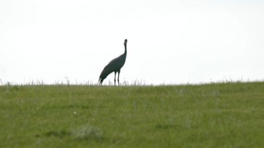 Grus grus Avrasya turnası, Gruidae familyasından bir kuş türü. Demokiselle Anthropoides başak kanadensis brolga rubicunda büyük görkemli kuşlar vahşi hayvan doğası sinematik manzara belgeseli belgeseli.