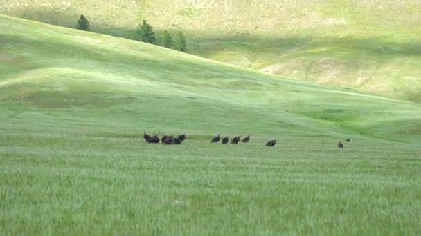 Monge Negro Selvagem Rebanho Abutre Eurasiano Comendo Carcaças Animais Mortos — Vídeo de Stock