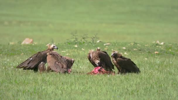 Wild Black Monk Eurasian Vulture Herd Eating Dead Animal Carcass — Αρχείο Βίντεο