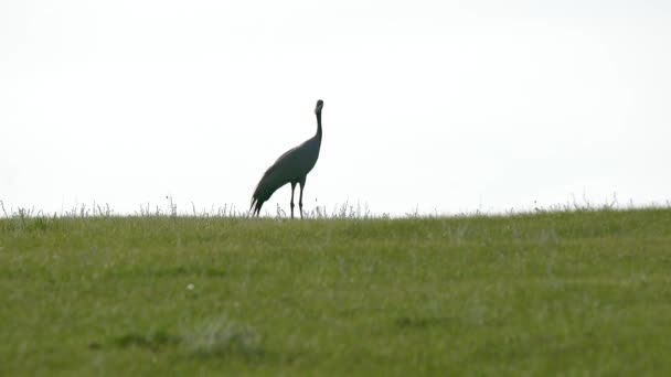 普通鹤欧亚大陆鹤 Grus Grus Eurasian Crane 是一种家养鹤科鸟类 大的大型雄伟鸟类野生动物野生动物的背景电影背景纪录片拍摄草地 — 图库视频影像