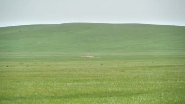 Moyuncor Taş Anıtı 'ndaki tarihi runik alfabe yazıtları. Antik megalit sinüsü us us us us us biz cor cur taryat moyun mogoyn moyencur terhin megaliths Sembollerle oyulmuş mezar sembolleri Kurgan Stelae Kurgans Mezarlığı 4K.