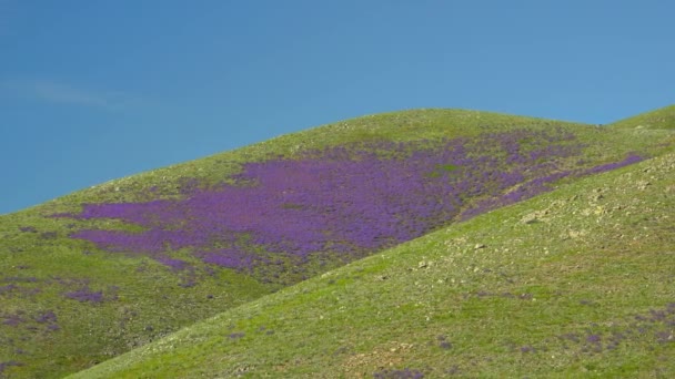 牧草地は木のない丘の上に紫色の花で覆われています 草原の花高密度の植物野生のハーブ草原草原牧草地草原草原草原台地低地平野の雰囲気シーン風光明媚な雄大な濃いピンク色の色カラフルな美しさ素晴らしい素晴らしい — ストック動画