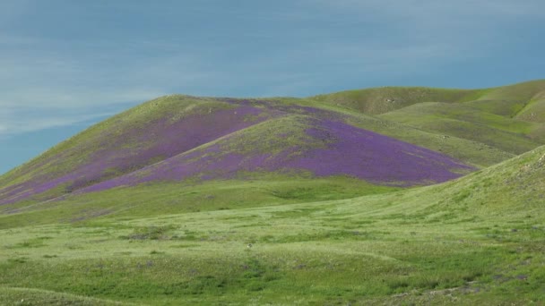 牧草地は木のない丘の上に紫色の花で覆われています 草原の花高密度の植物野生のハーブ草原草原牧草地草原草原草原台地低地平野の雰囲気シーン風光明媚な雄大な濃いピンク色の色カラフルな美しさ素晴らしい素晴らしい — ストック動画