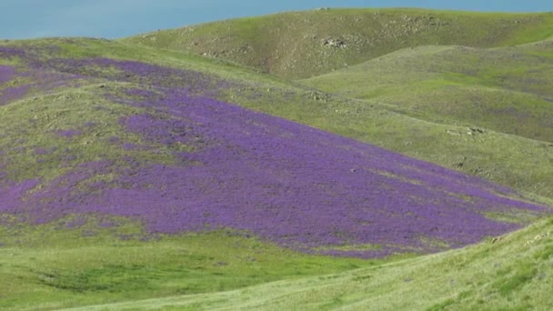 Łąka Pokryte Purpurowe Kwiaty Bezdrzewnych Wzgórzach Łąki Kwiat Gęsty Roślina — Wideo stockowe