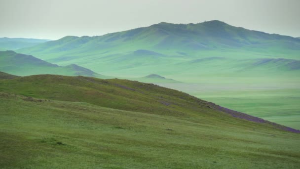 Plain Treeless Wide Valley Grassland Prairie Meadowwold Pasture Steppe Plateau — Stock Video