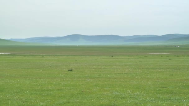Little Lake Treeless Green Plain Grassland Prairie Meadowwold Pasto Estepe — Vídeo de Stock