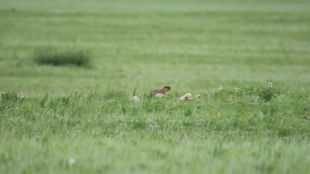 Marmota Real Prado Cubierto Hierba Fresca Verde Sciuridae Roedor Género — Vídeos de Stock