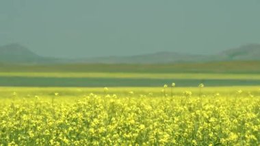 Sarı çiçekli kanola tarlası. Çayırlık çayır çayır bozkır bozkırı masa arazisi ovaları ekilebilir tarımsal tarım bitkileri yetiştiren bitkiler yetiştiren toprak yetiştiren toprak tarımı doğa 4K.