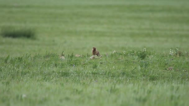 Real Marmot Meadow Covered Green Fresh Grass Sciuridae Rodent Genus — Stock Video