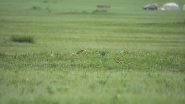 Skutečný Svišť Louce Pokryté Zelenou Čerstvou Travou Sciuridae Hlodavec Rod — Stock video