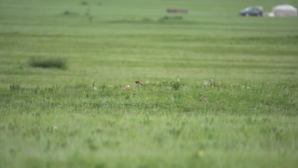 Skutečný Svišť Louce Pokryté Zelenou Čerstvou Travou Sciuridae Hlodavec Rod — Stock video