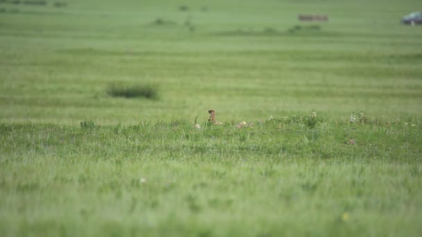 Marmot Nyata Padang Rumput Ditutupi Dengan Rumput Hijau Segar Genus — Stok Video