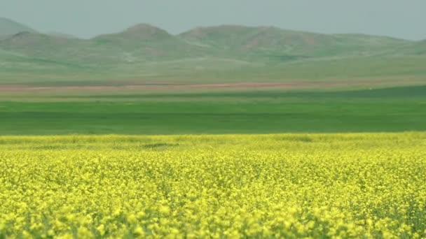 Gelb Blühende Rapsblütenfeld Plantage Grasland Präriewiesen Alte Weiden Steppenhochland Ebene — Stockvideo